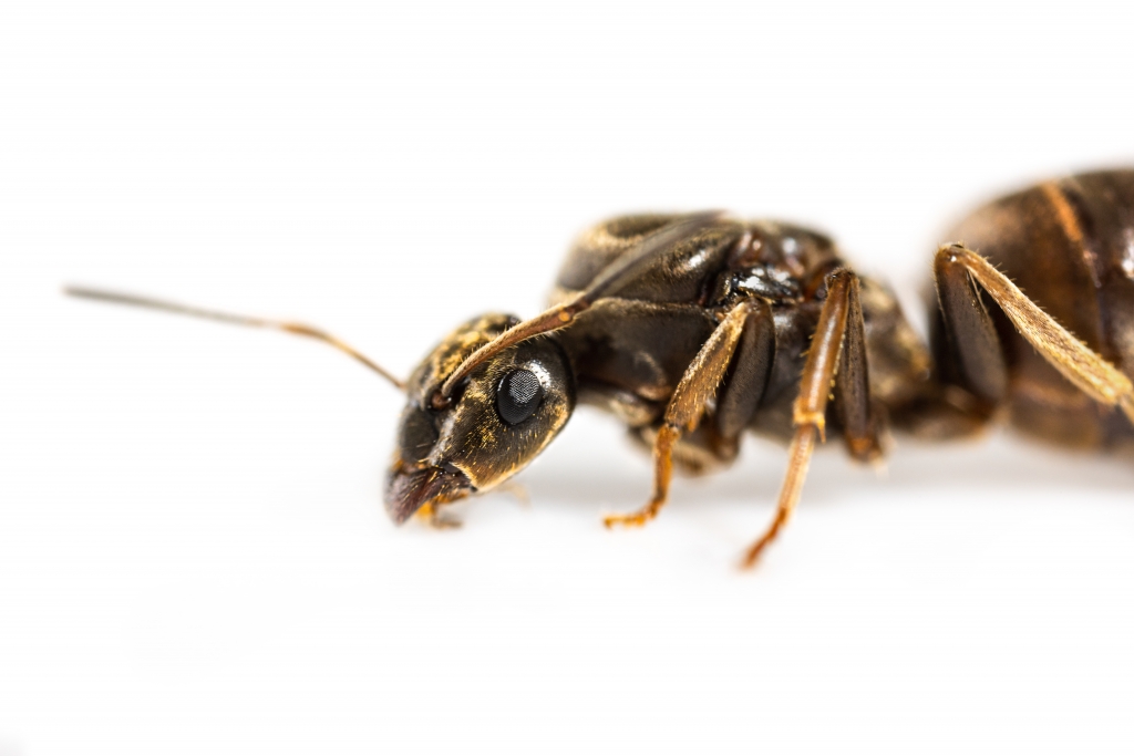Bundle Offer - Lasius niger